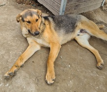 ARIS, Hund, Mischlingshund in Griechenland - Bild 3