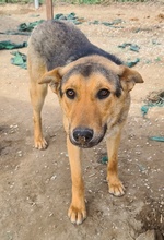 ARIS, Hund, Mischlingshund in Griechenland - Bild 4
