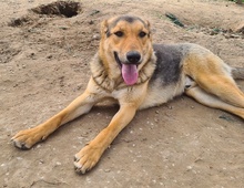 ARIS, Hund, Mischlingshund in Griechenland - Bild 5