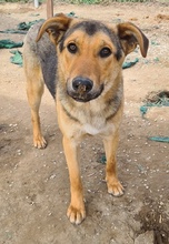 ARIS, Hund, Mischlingshund in Griechenland - Bild 6