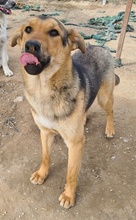 ARIS, Hund, Mischlingshund in Griechenland - Bild 7