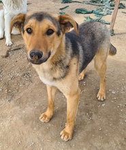 ARIS, Hund, Mischlingshund in Griechenland - Bild 8