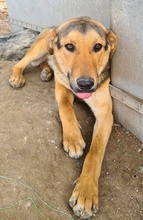 ARIS, Hund, Mischlingshund in Griechenland - Bild 9