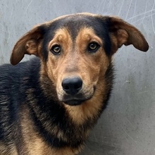ATHOS, Hund, Mischlingshund in Griechenland - Bild 1