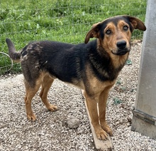 ATHOS, Hund, Mischlingshund in Griechenland - Bild 12