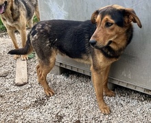 ATHOS, Hund, Mischlingshund in Griechenland - Bild 16