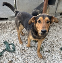 ATHOS, Hund, Mischlingshund in Griechenland - Bild 5