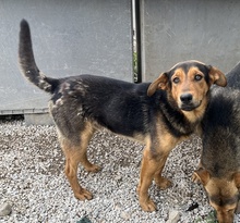 ATHOS, Hund, Mischlingshund in Griechenland - Bild 6