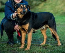 FILEMON, Hund, Mischlingshund in Ungarn - Bild 1