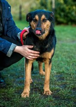 FILEMON, Hund, Mischlingshund in Ungarn - Bild 6