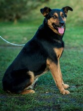 FILEMON, Hund, Mischlingshund in Ungarn - Bild 7