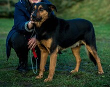 FILEMON, Hund, Mischlingshund in Ungarn - Bild 8