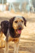 KAMAL, Hund, Mischlingshund in Spanien - Bild 11