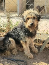 KAMAL, Hund, Mischlingshund in Spanien - Bild 12