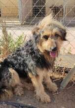KAMAL, Hund, Mischlingshund in Spanien - Bild 2