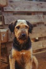 KAMAL, Hund, Mischlingshund in Spanien - Bild 6