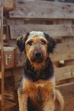 KAMAL, Hund, Mischlingshund in Spanien - Bild 7