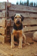 KAMAL, Hund, Mischlingshund in Spanien - Bild 8