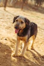 KAMAL, Hund, Mischlingshund in Spanien - Bild 9