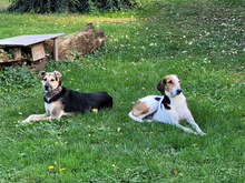WANDA, Hund, Mischlingshund in Billigheim-Ingenheim - Bild 24