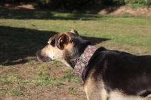 WANDA, Hund, Mischlingshund in Billigheim-Ingenheim - Bild 30