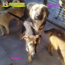 WANDA, Hund, Mischlingshund in Billigheim-Ingenheim - Bild 9
