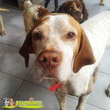 RETO, Hund, Pointer in Spanien - Bild 1