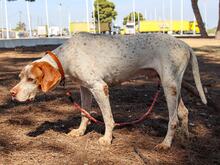RETO, Hund, Pointer in Spanien - Bild 7