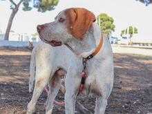 RETO, Hund, Pointer in Spanien - Bild 8