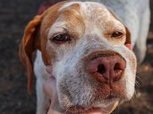 RETO, Hund, Pointer in Spanien - Bild 9