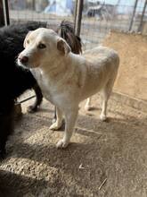 MAYLO, Hund, Mischlingshund in Rumänien - Bild 1