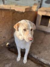 MAYLO, Hund, Mischlingshund in Rumänien - Bild 2