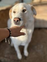 MAYLO, Hund, Mischlingshund in Rumänien - Bild 3