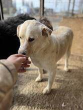 MAYLO, Hund, Mischlingshund in Rumänien - Bild 4