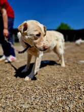MAYLO, Hund, Mischlingshund in Rumänien - Bild 5