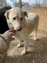 MAYLO, Hund, Mischlingshund in Rumänien - Bild 6