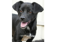 LISY, Hund, Mischlingshund in Rumänien - Bild 1