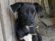 LISY, Hund, Mischlingshund in Rumänien - Bild 10