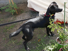 LISY, Hund, Mischlingshund in Rumänien - Bild 4