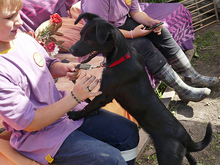 LISY, Hund, Mischlingshund in Rumänien - Bild 5