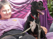 LISY, Hund, Mischlingshund in Rumänien - Bild 7