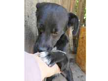 LISY, Hund, Mischlingshund in Rumänien - Bild 9