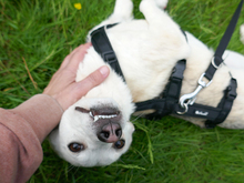 BEKA, Hund, Mischlingshund in Oranienbaum-Wörlitz - Bild 3