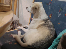 BEKA, Hund, Mischlingshund in Oranienbaum-Wörlitz - Bild 6