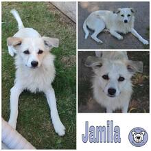 JAMILA, Hund, Mischlingshund in Ribnitz-Damgarten - Bild 1