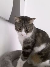RAI, Katze, Europäisch Kurzhaar in Deutschland - Bild 6