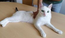 TONI, Katze, Europäisch Kurzhaar in Deutschland - Bild 5