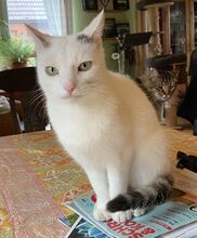 TONI, Katze, Europäisch Kurzhaar in Deutschland - Bild 6