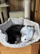 TONI, Katze, Europäisch Kurzhaar in Deutschland - Bild 8