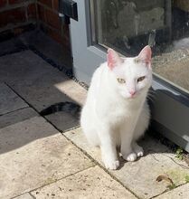 TONI, Katze, Europäisch Kurzhaar in Deutschland - Bild 9